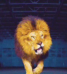 Gif animé lion rugit